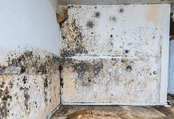 Caliber Environmental Mould Abatement